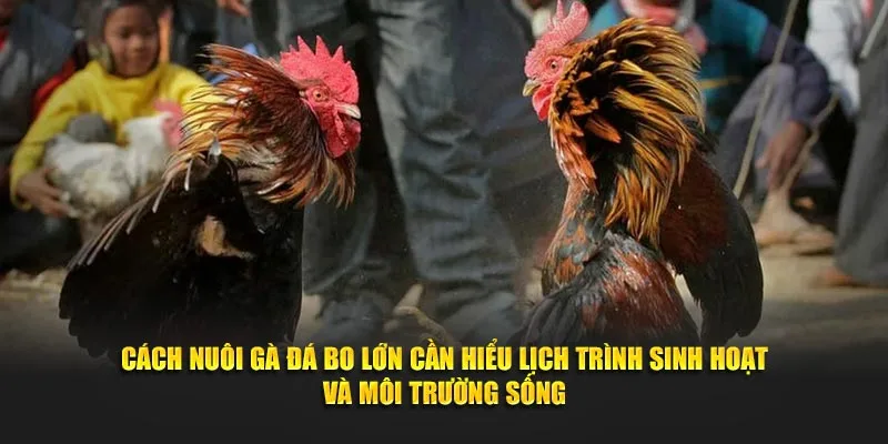 Cách nuôi gà đá bo lớn cần hiểu lịch trình sinh hoạt và môi trường sống