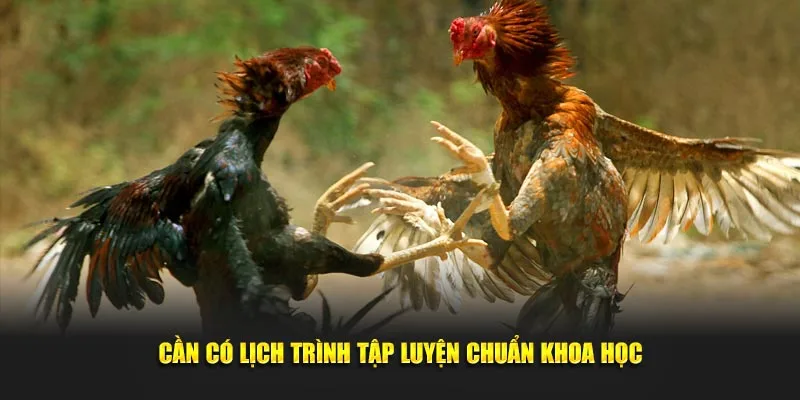 Cần có lịch trình tập luyện chuẩn khoa học