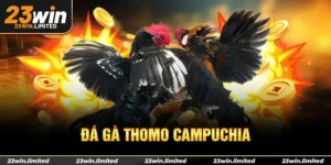 Đá gà Thomo Campuchia