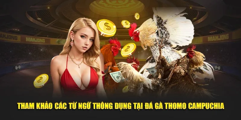 Tham khảo các từ ngữ thông dụng tại đá gà Thomo Campuchia