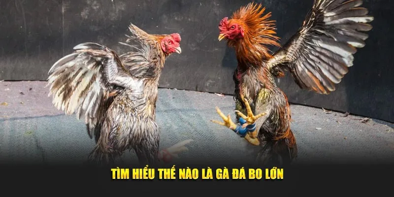 Tìm hiểu thế nào là gà đá bo lớn