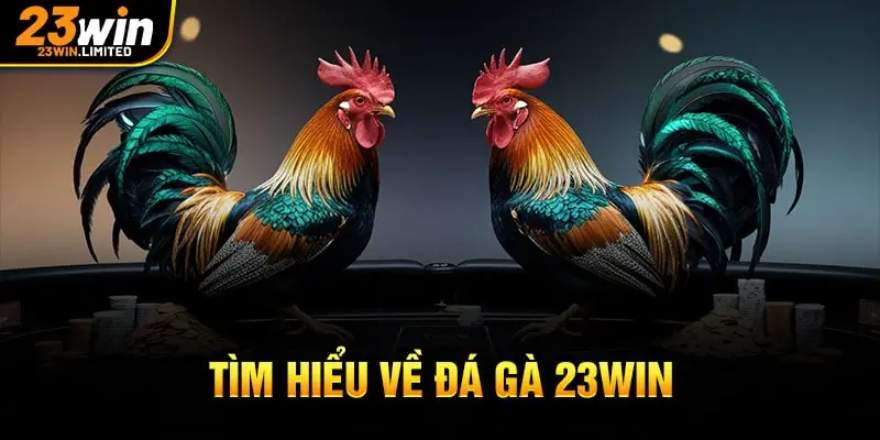 Tìm hiểu về đá gà 23win