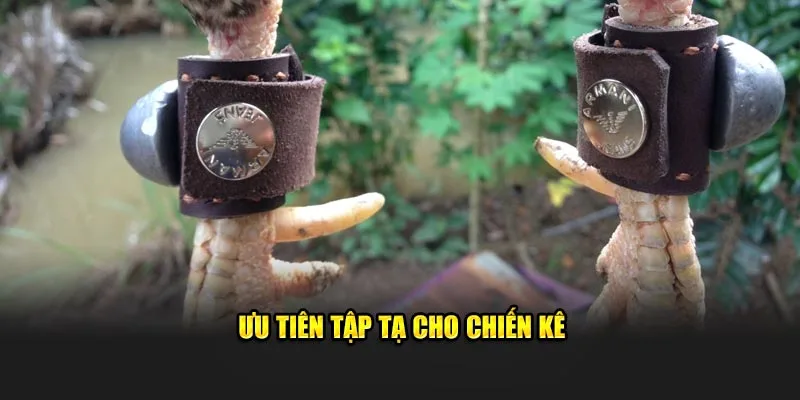 Ưu tiên tập tạ cho chiến kê